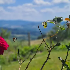 Apartamento Il Nido